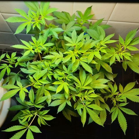 kaya growlog timeline photo
