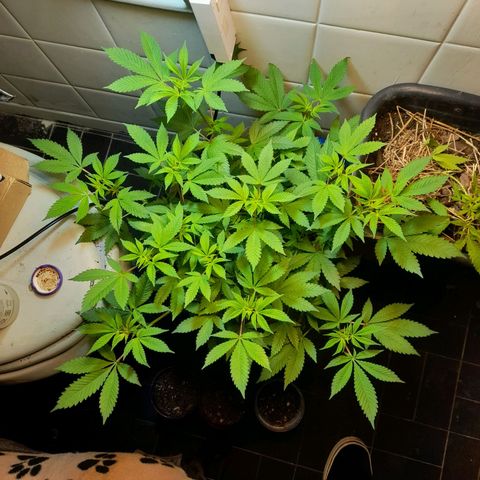 kaya growlog timeline photo
