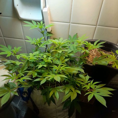 kaya growlog timeline photo