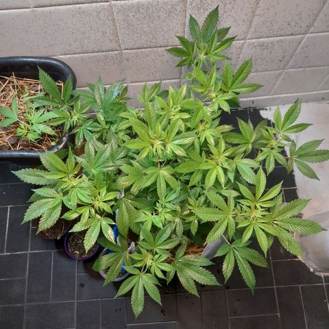 kaya growlog photo: reforcei amarras pra ficarem na mesma altura e abaixei o led, o ppfd deu entre 600 a 700 unhee