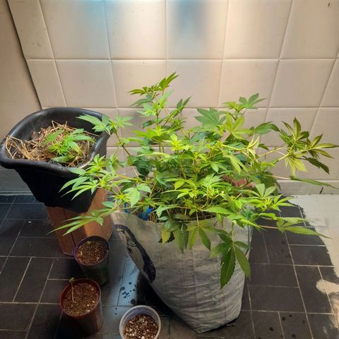 kaya growlog photo: reforcei amarras pra ficarem na mesma altura e abaixei o led, o ppfd deu entre 600 a 700 unhee