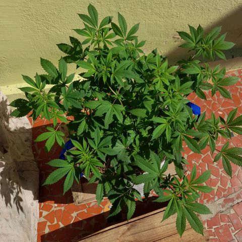 kaya growlog photo: solzinho