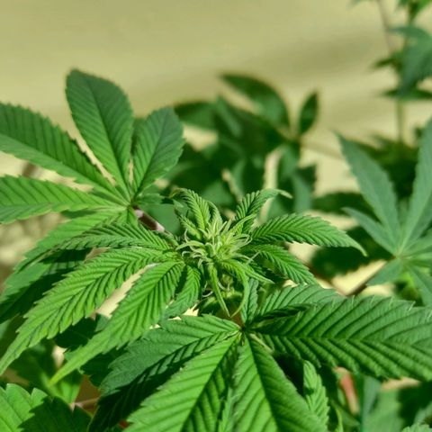 kaya growlog photo: solzinho