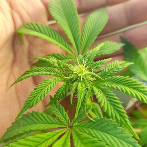 kaya growlog photo: fun leaves amarelando