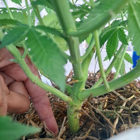 kaya growlog photo: fun leaves amarelando