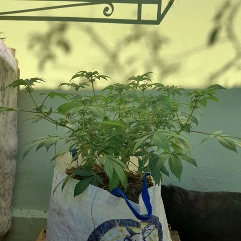 kaya growlog photo: fun leaves amarelando