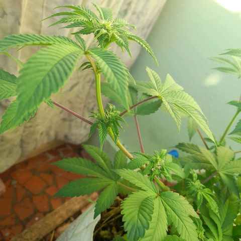kaya growlog photo: fun leaves amarelando