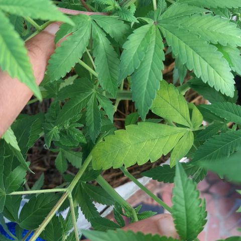 kaya growlog photo: fun leaves amarelando