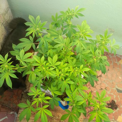 kaya growlog photo: fun leaves amarelando