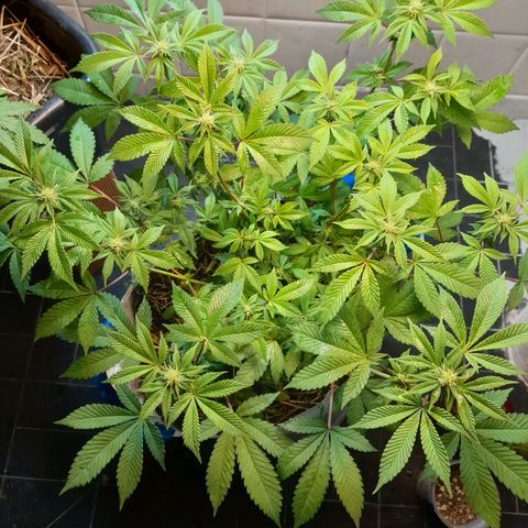 kaya growlog timeline photo