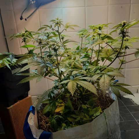 kaya growlog timeline photo