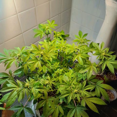 kaya growlog timeline photo