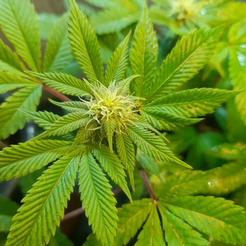 kaya growlog photo: ainda apresentando amarelamento nas fun leaves, mas bem gradual. hj fjz cobertua de solo com esterco de ave e nao pretendo mais mexer no solo, apenas esperar os nutrientes serem disponibilizados 