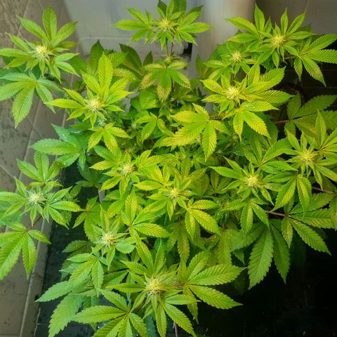 kaya growlog photo: ainda apresentando amarelamento nas fun leaves, mas bem gradual. hj fjz cobertua de solo com esterco de ave e nao pretendo mais mexer no solo, apenas esperar os nutrientes serem disponibilizados 