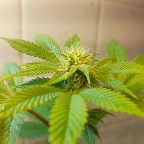 kaya growlog photo: ainda apresentando amarelamento nas fun leaves, mas bem gradual. hj fjz cobertua de solo com esterco de ave e nao pretendo mais mexer no solo, apenas esperar os nutrientes serem disponibilizados 