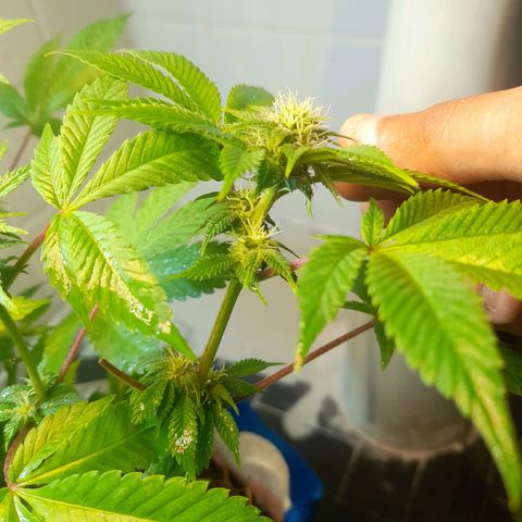 kaya growlog photo: ainda apresentando amarelamento nas fun leaves, mas bem gradual. hj fjz cobertua de solo com esterco de ave e nao pretendo mais mexer no solo, apenas esperar os nutrientes serem disponibilizados 