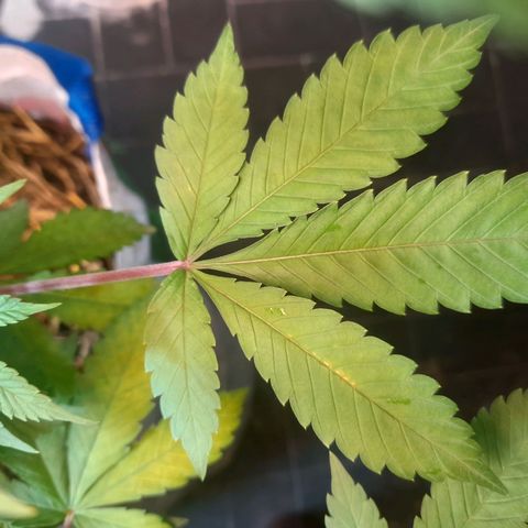 kaya growlog photo: folhas queimando :( vou ter que medir o ph infernooooo