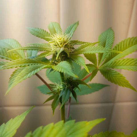 kaya growlog photo: folhas queimando :( vou ter que medir o ph infernooooo