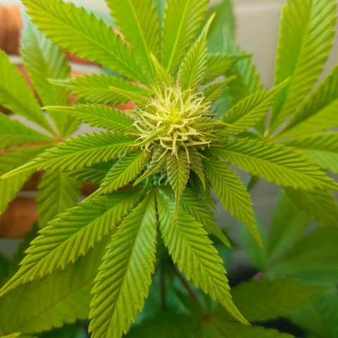 kaya growlog photo: folhas queimando :( vou ter que medir o ph infernooooo