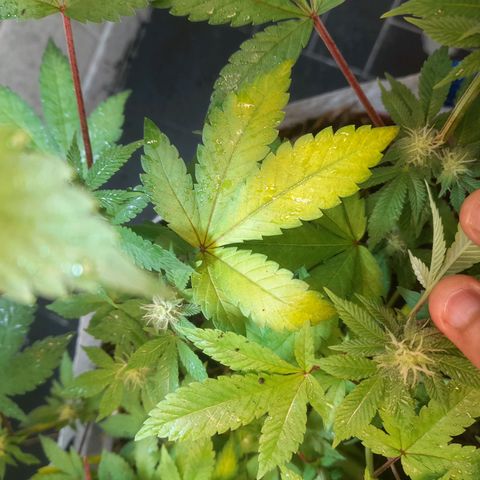 kaya growlog timeline photo