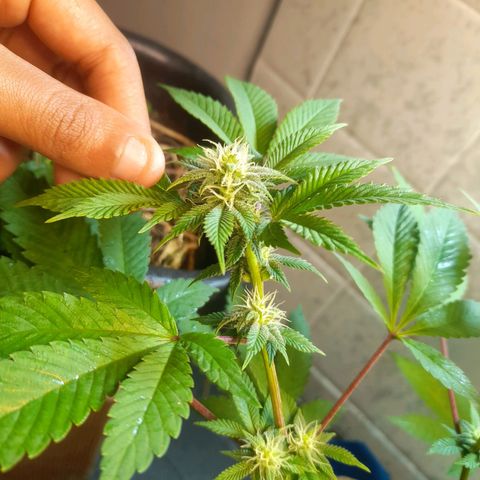 kaya growlog timeline photo
