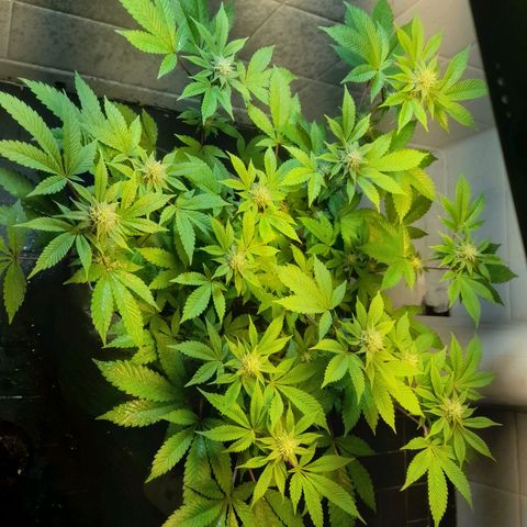 kaya growlog timeline photo