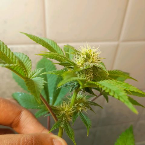 kaya growlog timeline photo
