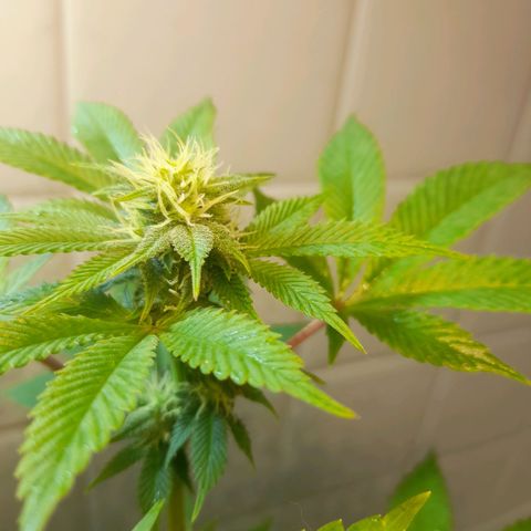 kaya growlog timeline photo