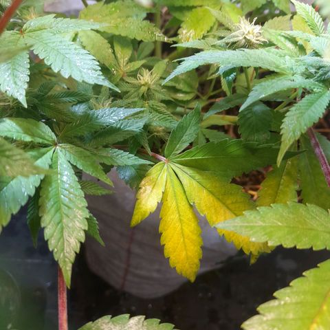 kaya growlog timeline photo