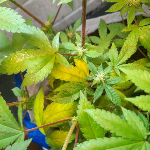 kaya growlog timeline photo