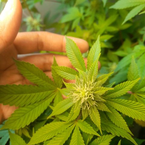 kaya growlog photo: o amarelamento parou. fui ousadissima e apliquei forth flores junto de uma desfoliaçao. fé 