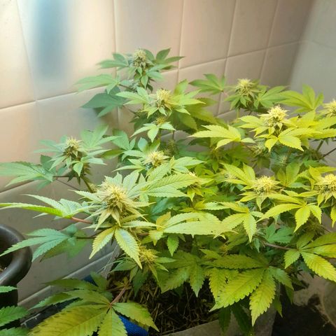 kaya growlog photo: o amarelamento parou. fui ousadissima e apliquei forth flores junto de uma desfoliaçao. fé 