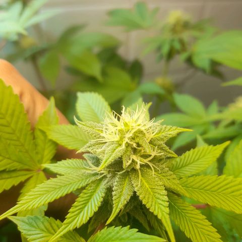 kaya growlog photo: o amarelamento parou. fui ousadissima e apliquei forth flores junto de uma desfoliaçao. fé 
