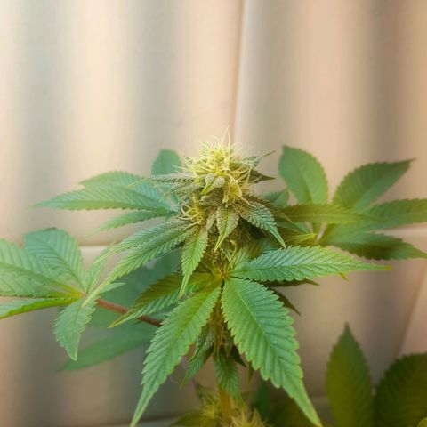 kaya growlog photo: o amarelamento parou. fui ousadissima e apliquei forth flores junto de uma desfoliaçao. fé 