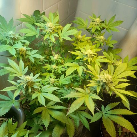 kaya growlog photo: notei que as folhas estao mais verde escuro, entao so vou fertilizar denovo daqui uns 15 dias e meia dose. ta pistilando mais tambem
