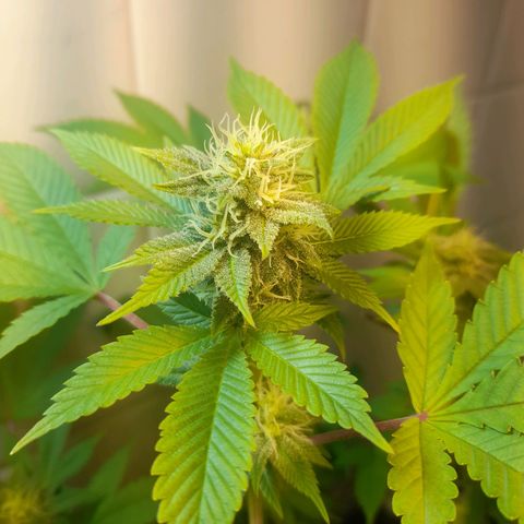 kaya growlog photo: notei que as folhas estao mais verde escuro, entao so vou fertilizar denovo daqui uns 15 dias e meia dose. ta pistilando mais tambem
