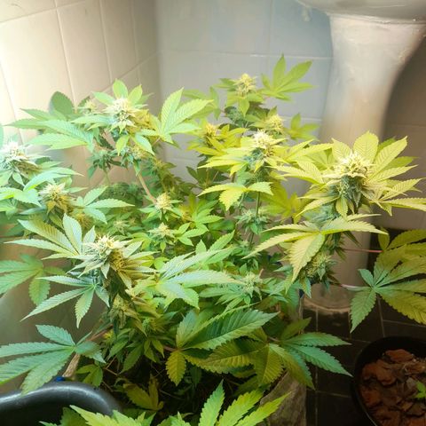 kaya growlog timeline photo