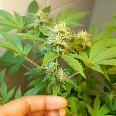 kaya growlog timeline photo