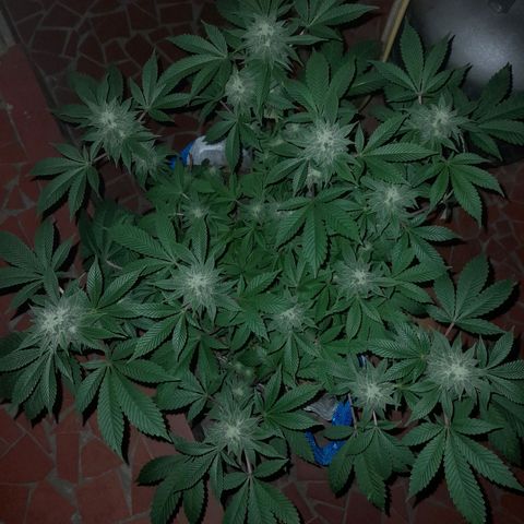 kaya growlog photo: resinando y pistilando 😋