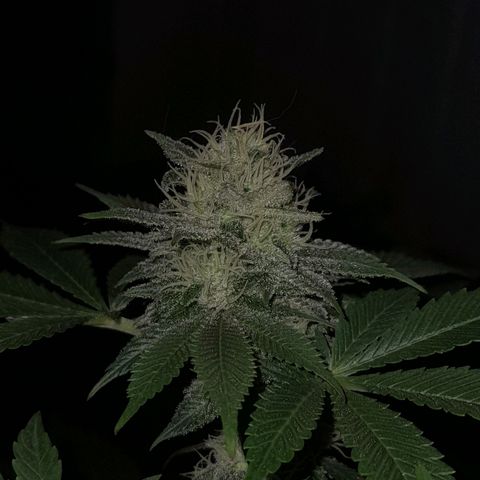 kaya growlog photo: resinando y pistilando 😋