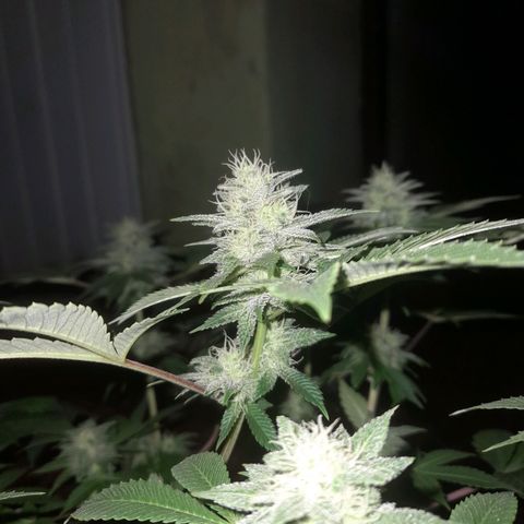 kaya growlog photo: resinando y pistilando 😋