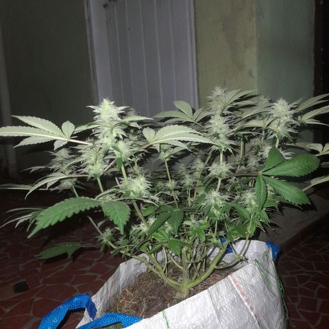 kaya growlog photo: resinando y pistilando 😋