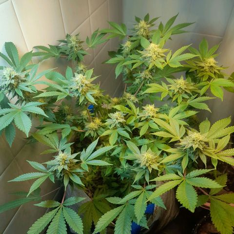 kaya growlog timeline photo