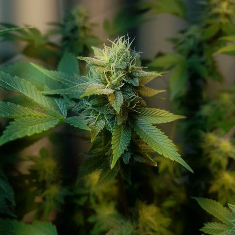kaya growlog timeline photo
