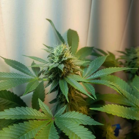 kaya growlog timeline photo