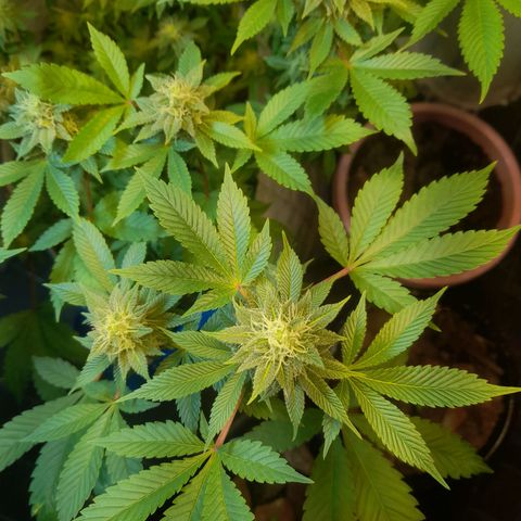 kaya growlog timeline photo