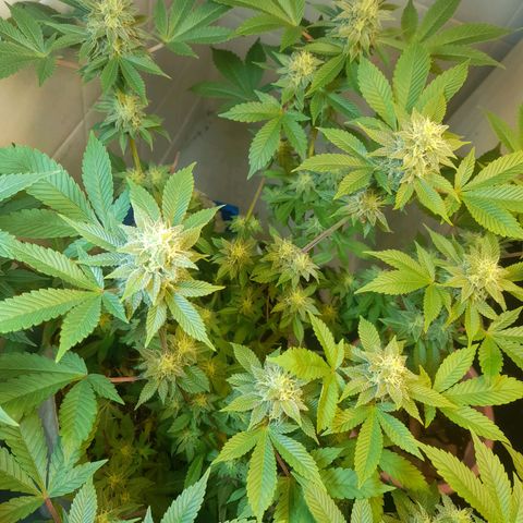 kaya growlog timeline photo
