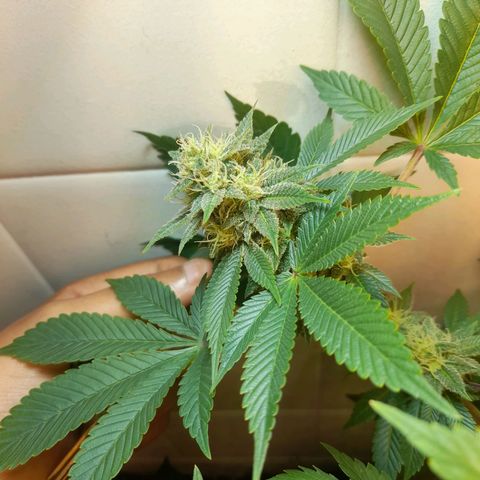 kaya growlog timeline photo