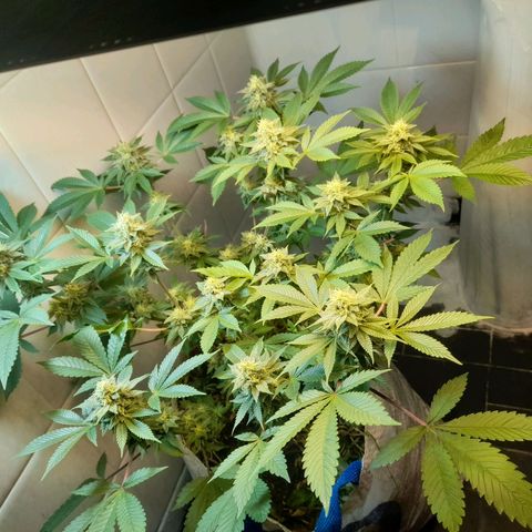 kaya growlog timeline photo