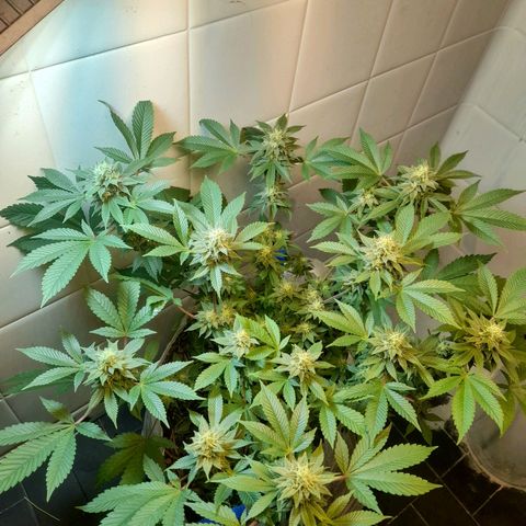 kaya growlog timeline photo